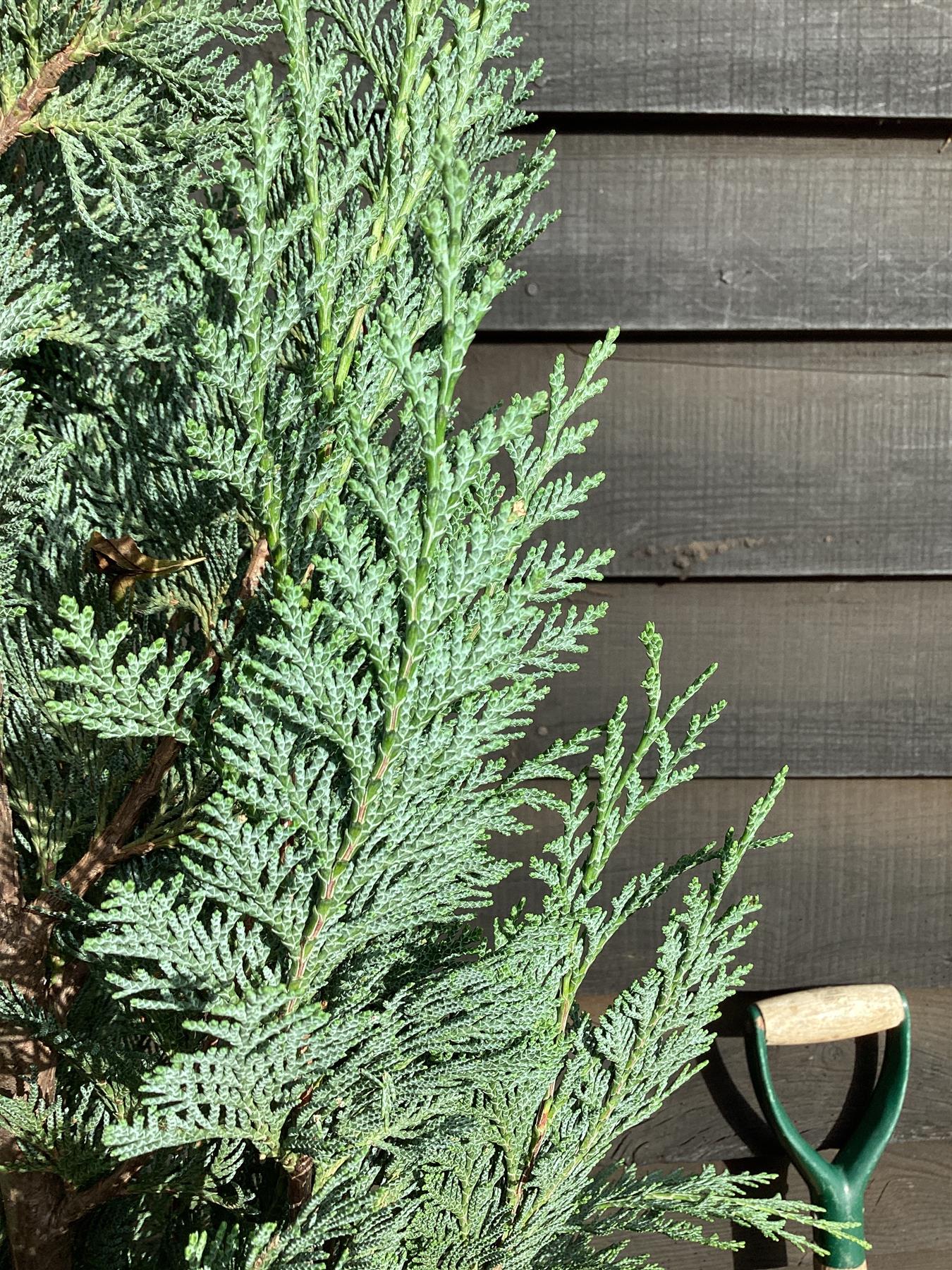 9x Chamaecyparis lawsoniana 'Columnaris' | False Cypress - 120-130cm - 20lt