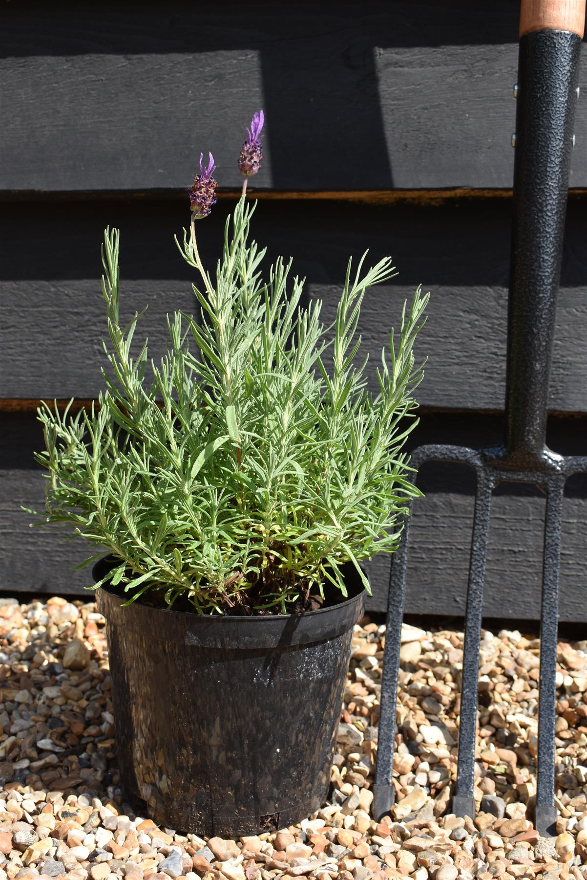 Lavandula stoechas Papillion | French Lavender - 10-30cm, 3lt