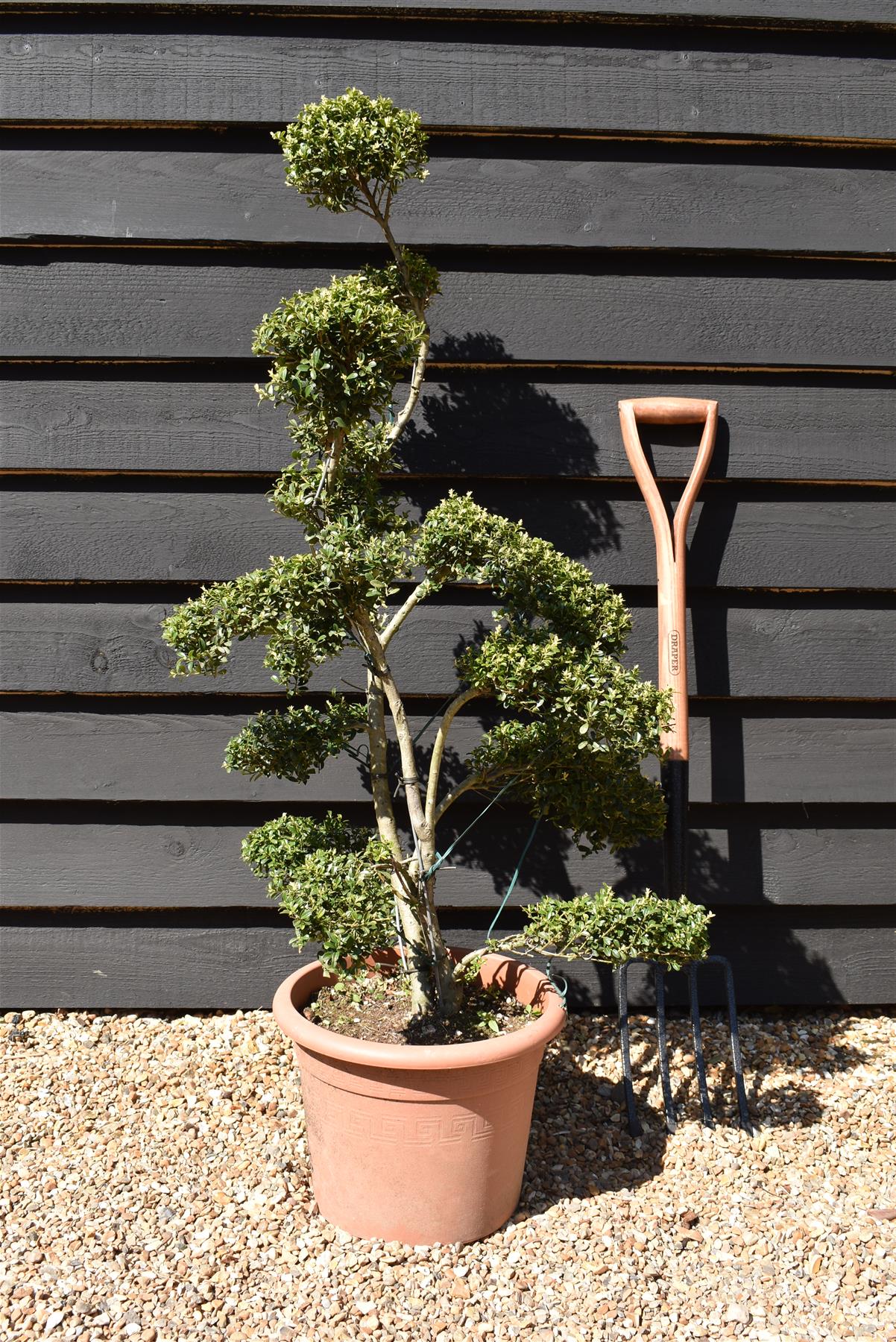 Ilex crenata 'Kinme' | Japanese Holly 'Kinme' - Cloud - Bonsai - 120cm - 18lt