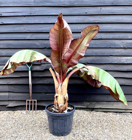 Ensete ventricosum 'Maurelii' | Red Abyssinian banana 100-120cmPalm  - 25lt