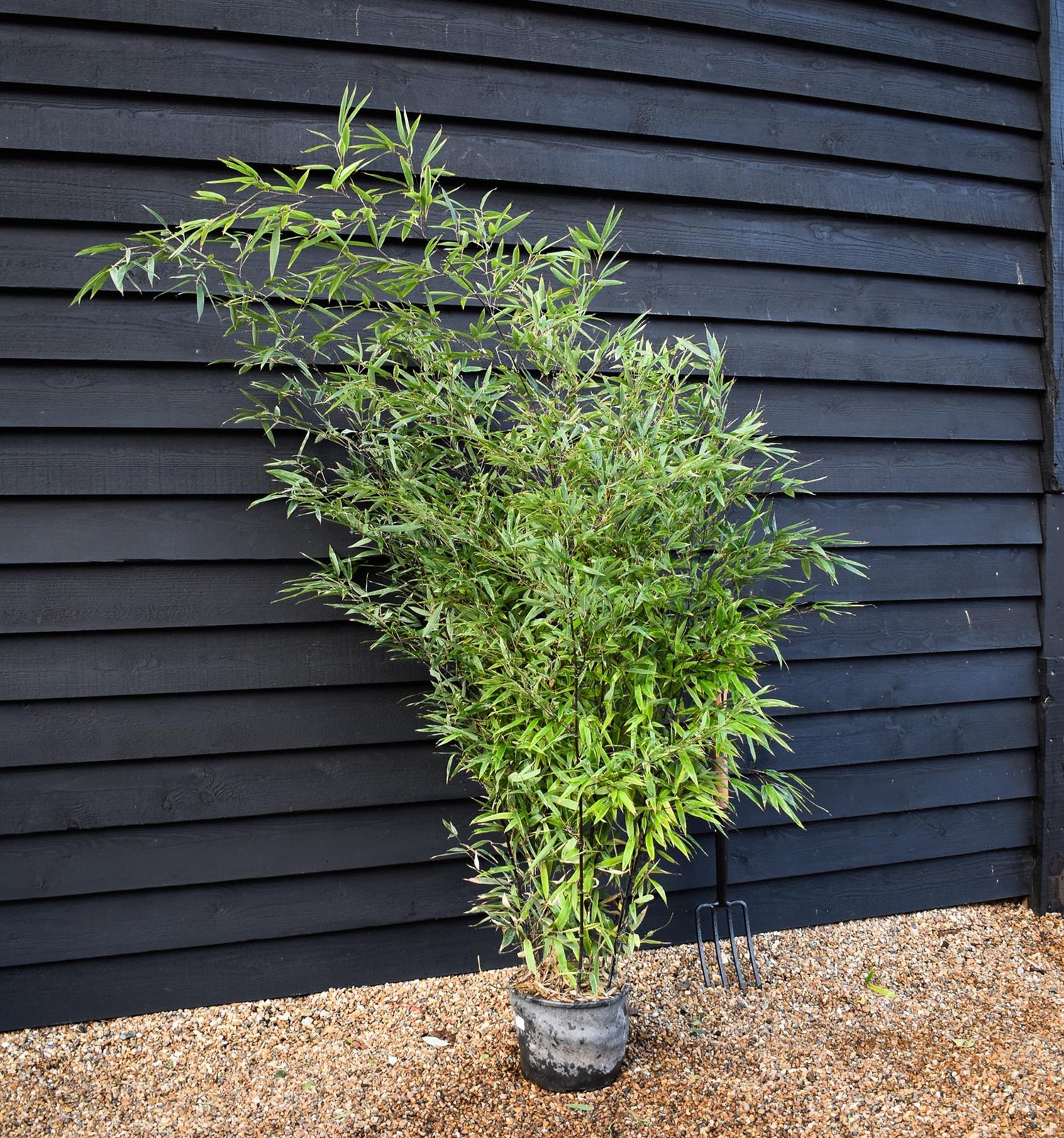 Phyllostachys nigra | Black Bamboo - 200cm -10lt