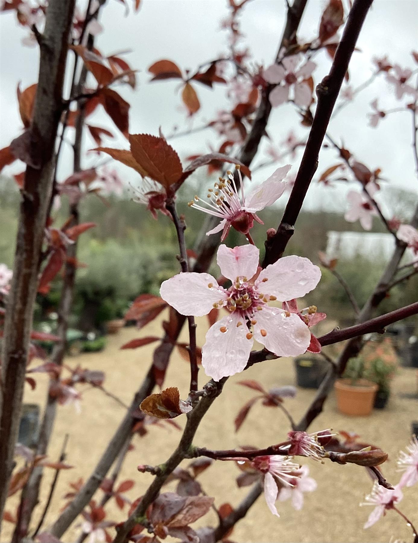 Prunus cerasifera 'Pissardii' | Cherry Plum 'Pissardii' - 380-400cm - 35lt