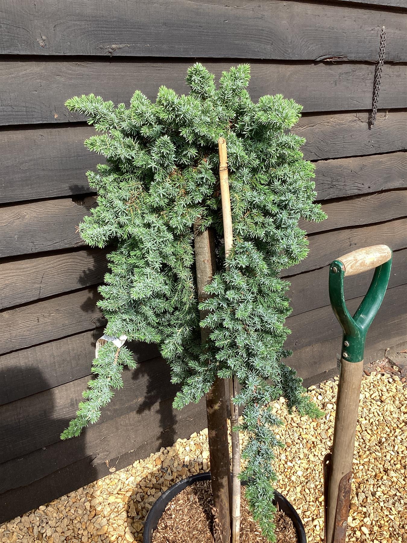 Juniperus conferta 'Blue Pacific' - 130-140cm, 25lt