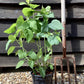 Hydrangea arborescens 'Annabelle' - 40-50cm, 5lt