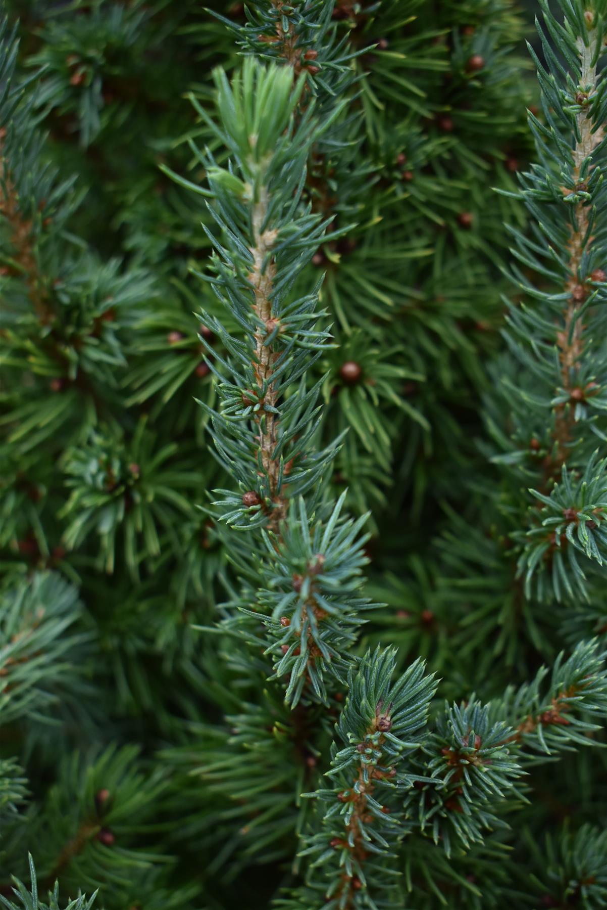 Picea glauca Perfecta' | White spruce 'Perfecta' - Height 100-110cm - 18lt