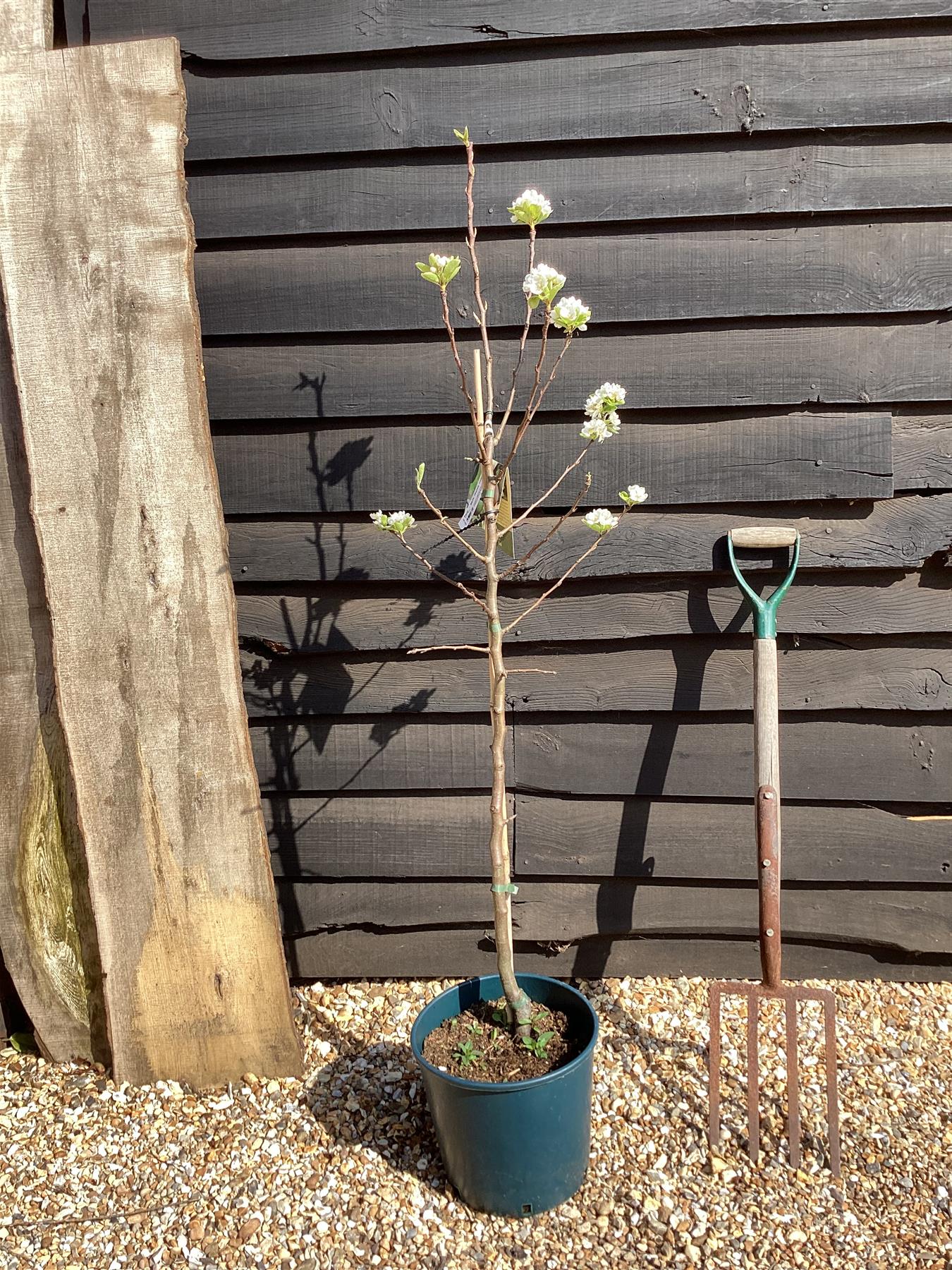 Pear 'Beth' | Pyrus communis - 160-170cm - 12lt