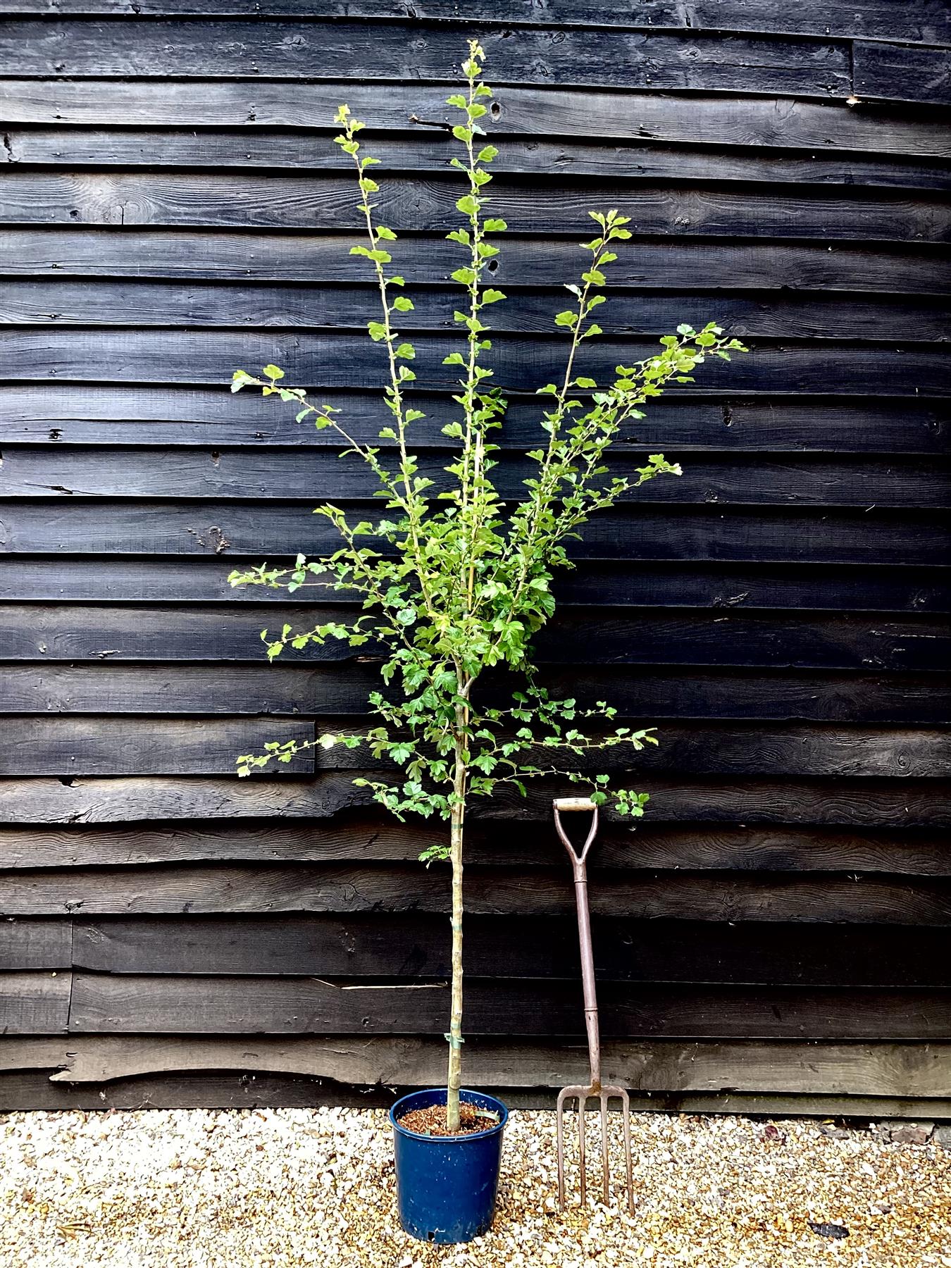 Crataegus Laevigata 'Paul's Scarlet' | Hawthorn 'Paul's Scarlet' - 200-220cm, 10lt