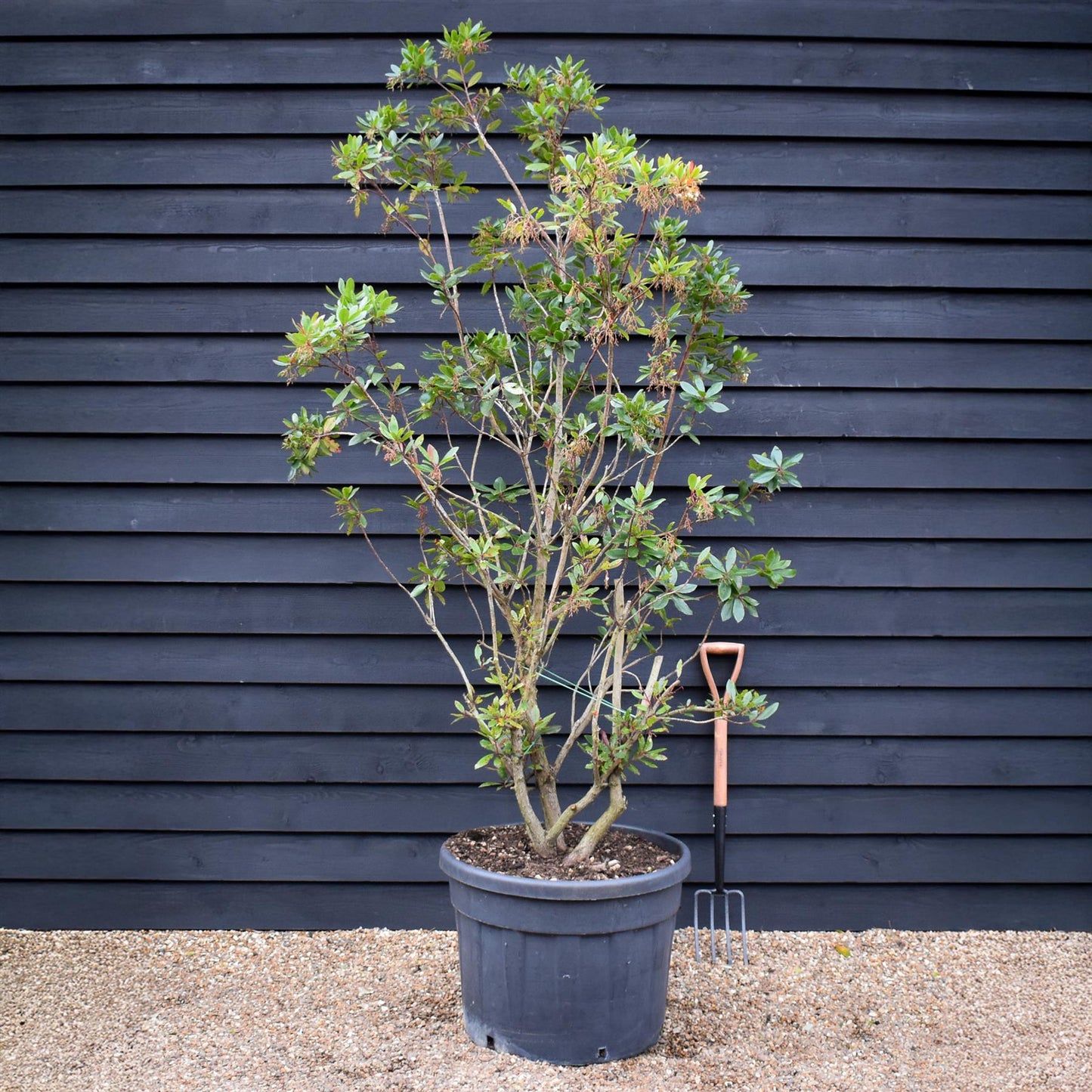 Arbutus Unedo | Strawberry Tree - Multistem - 260cm, 130lt