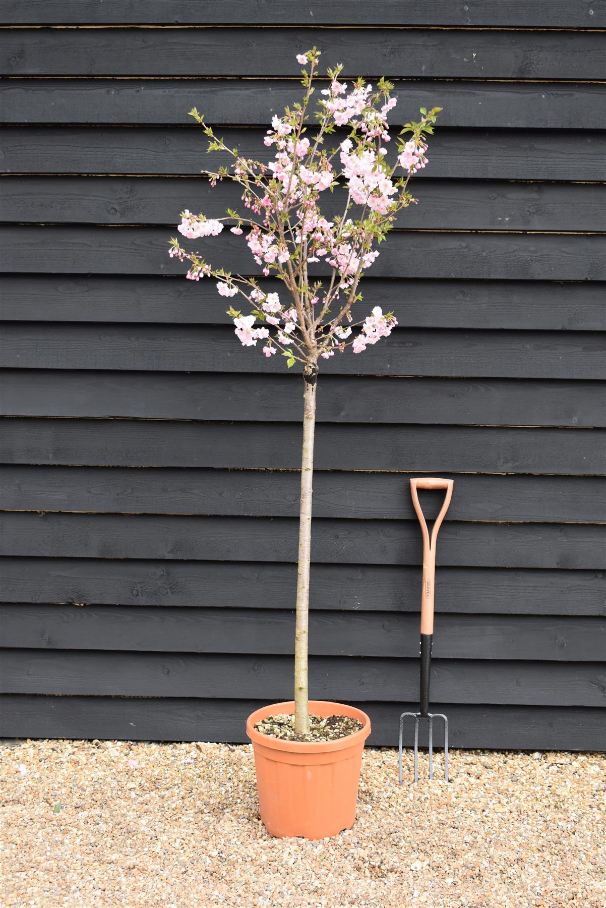 Prunus 'Accolade' | Cherry 'Accolade' - Girth 10-12cm - Half Standard - 190-210cm - Clear Stem - 25lt