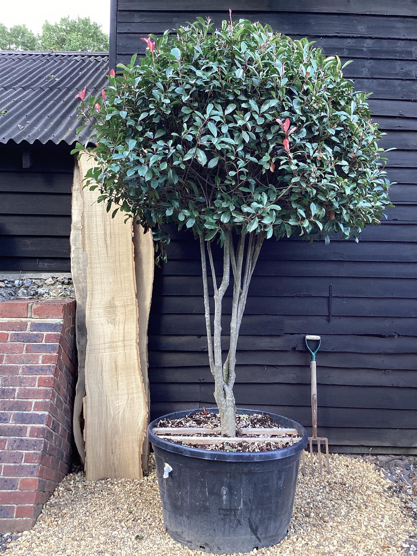 Photinia Red Robin | Christmas berry 'Red Robin' - Parachute - 250-270cm - 290lt