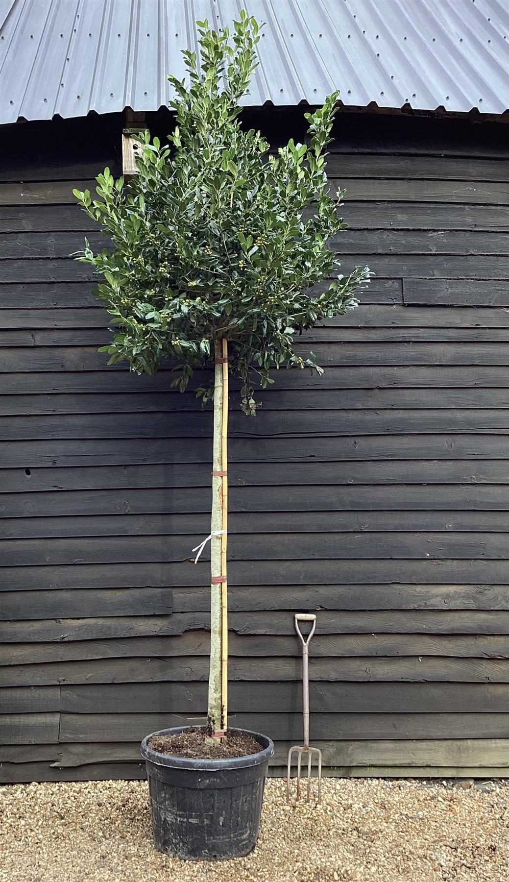 Ilex 'Nellie R. Stevens' | Holly - Clear Stem - Standard - Girth 16-18cm - Height 350-370cm - 110lt