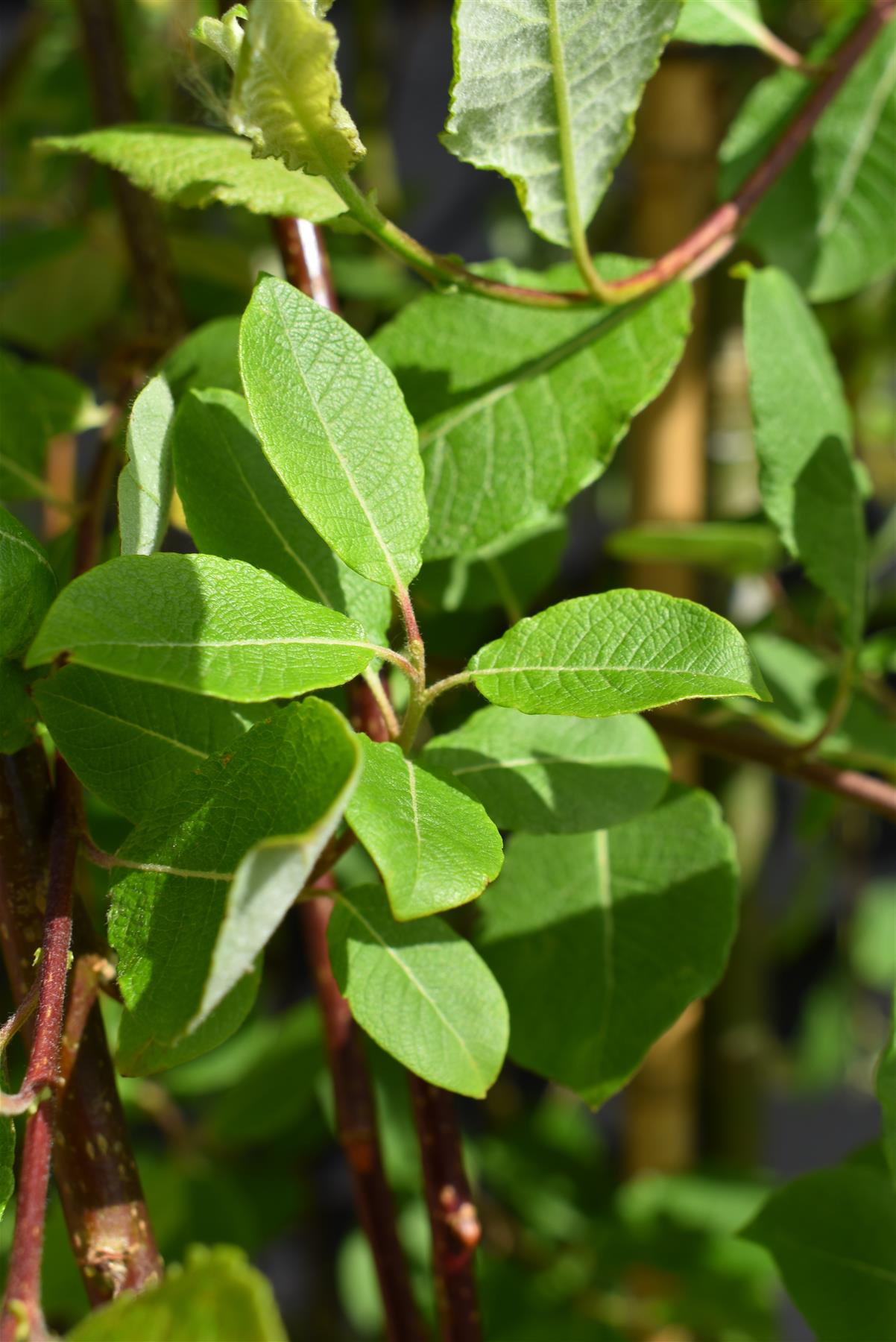 Salix caprea Pendula | Weeping Pussy Willow - 120-150cm - 12lt