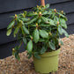 Rhododendron 'Virginia Richards' - Shrub - Height 30-40cm - 10lt