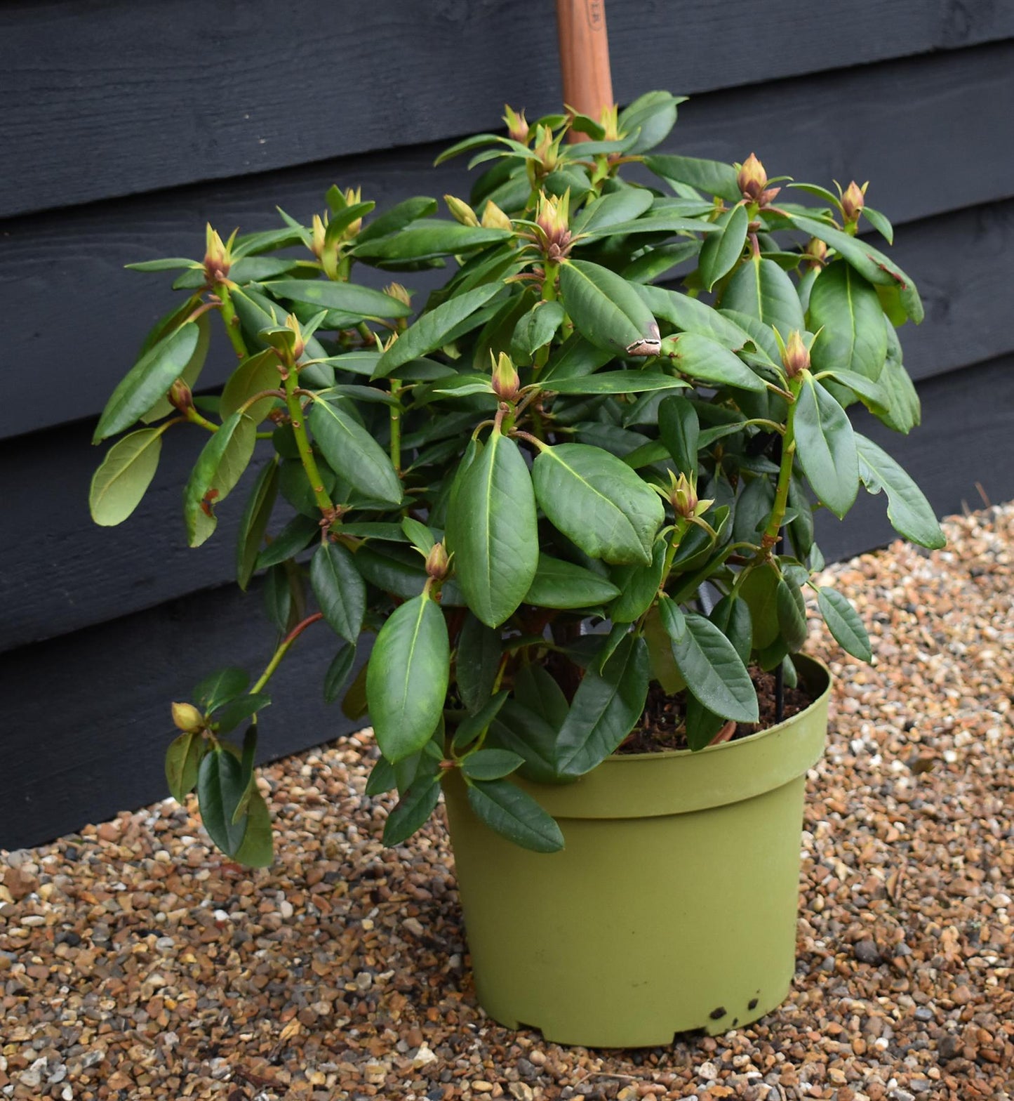 Rhododendron 'Virginia Richards' - Shrub - Height 30-40cm - 10lt