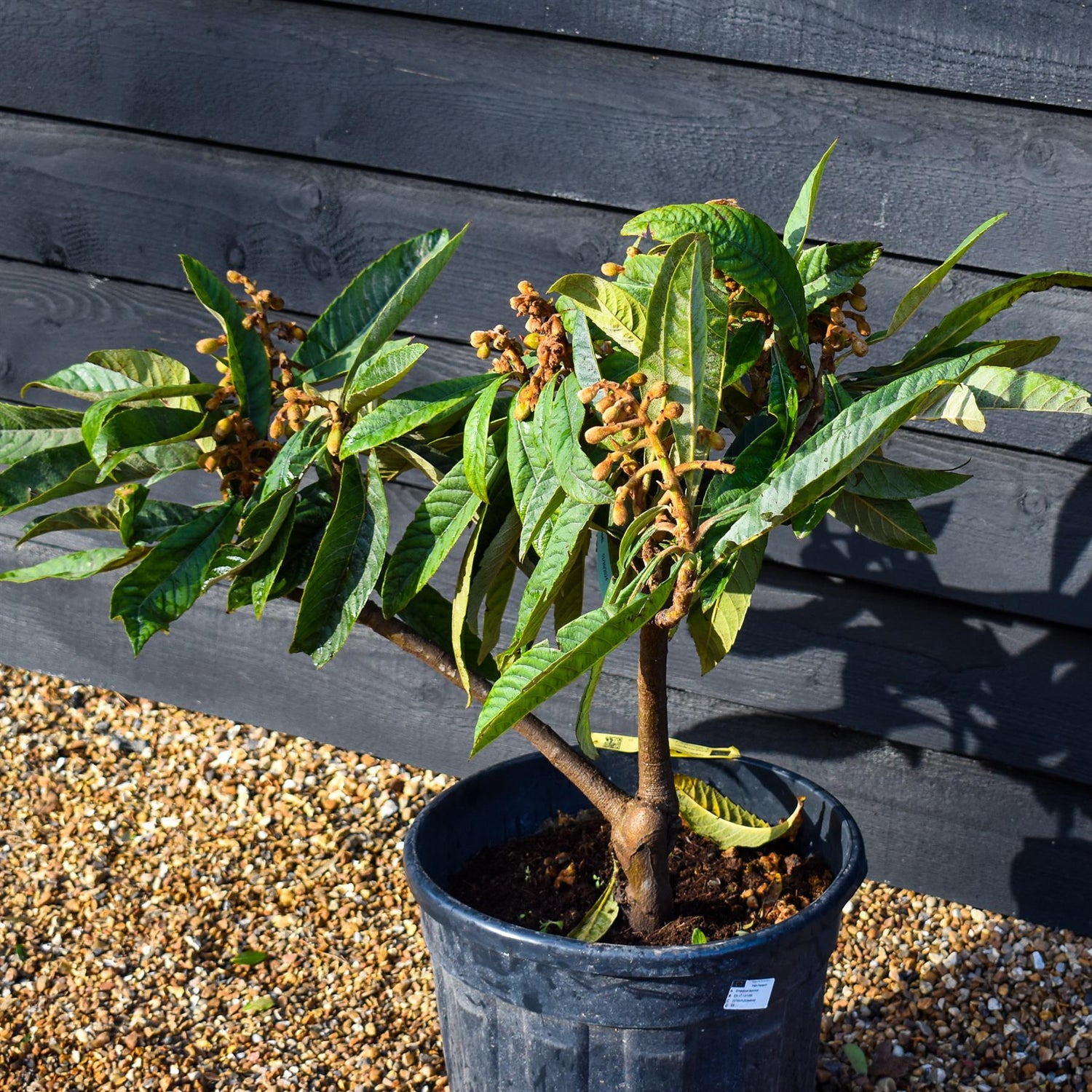 Eriobotrya japonica Shrub| Loquat, Japanese medlar  - Low Shrub - Height 50-70cm - 25lt