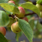 Malus 'Evereste' | Crab Apple Tree, Height 200-220cm - 20lt