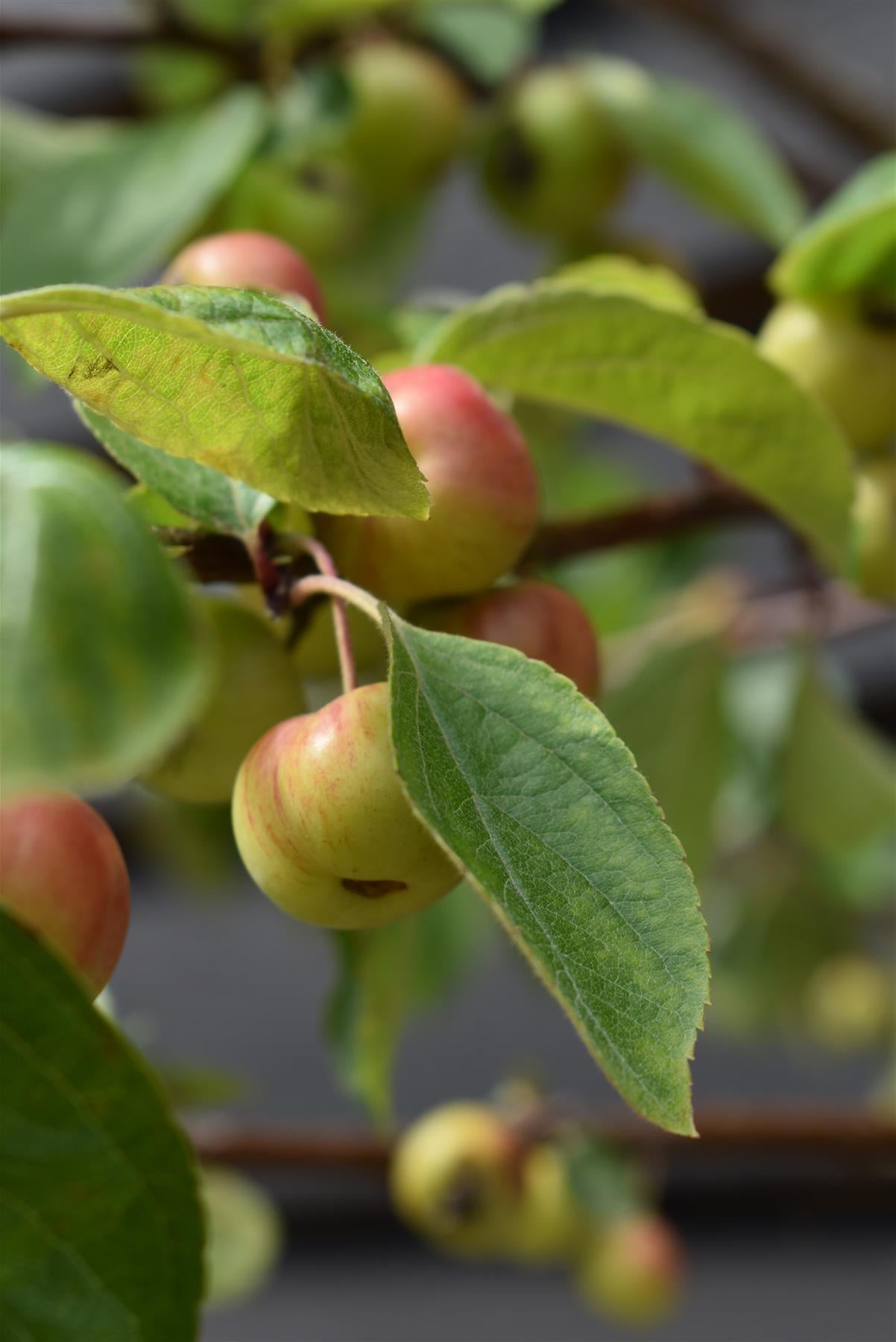 Malus 'Evereste' | Crab Apple Tree, Height 200-220cm - 20lt