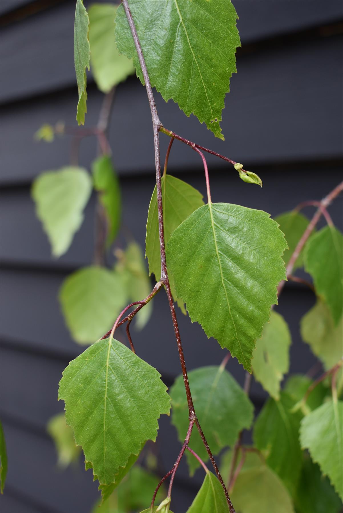 Young's weeping silver birch | Betula pendula Youngii - Stem 120cm - Height 170-180cm - 20lt