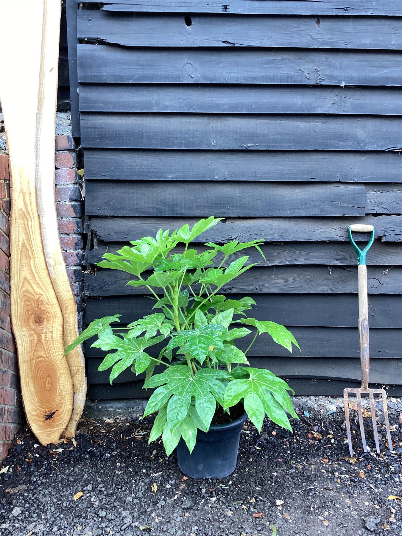 Fatsia japonica (Japanese aralia) - 60/80cm, 15lt