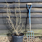 Corylus avellana 'Scooter' | Dwarf Corkscrew Hazel Scooter - 70-100cm, 12lt