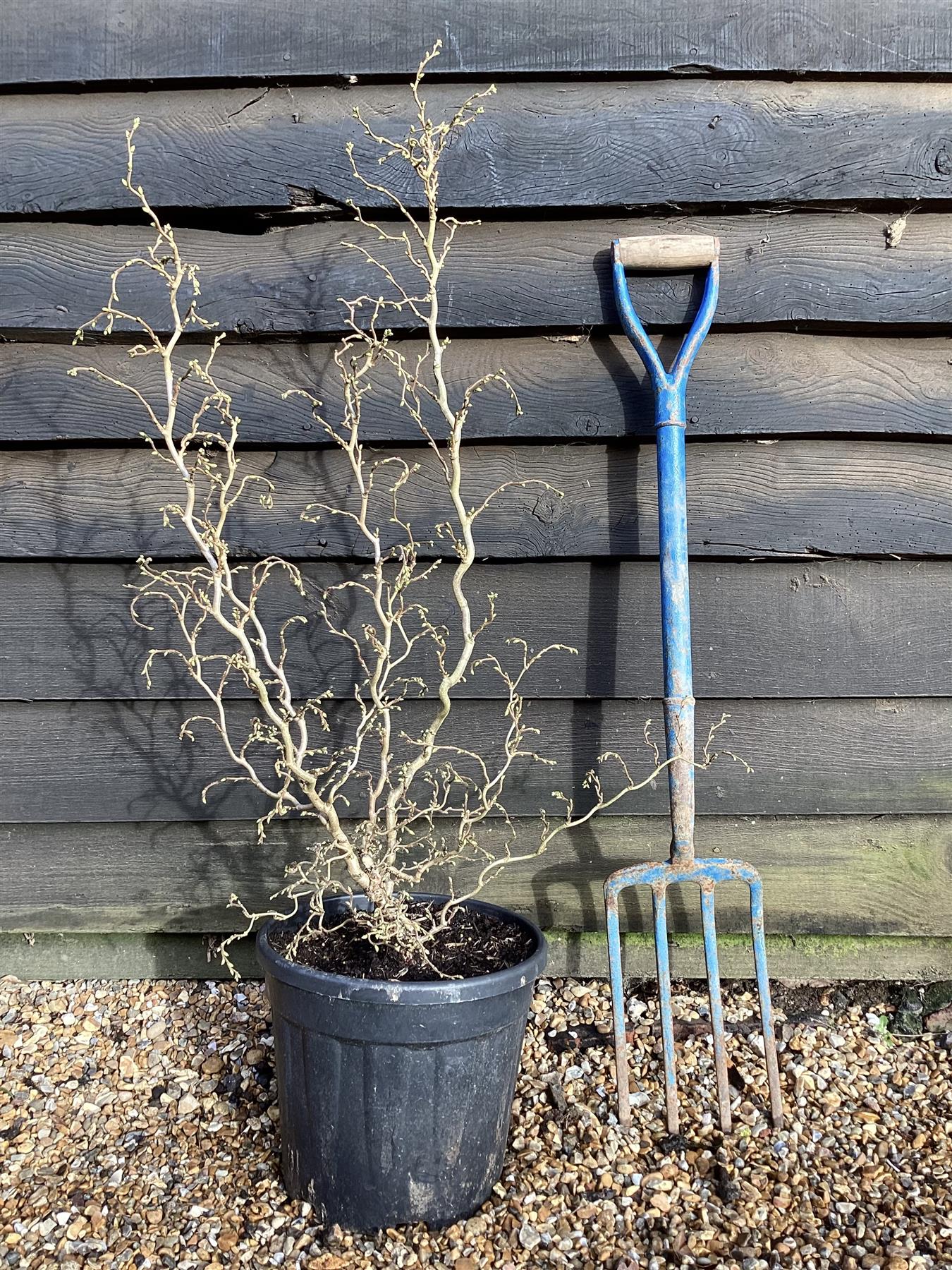 Corylus avellana 'Scooter' | Dwarf Corkscrew Hazel Scooter - 70-100cm, 12lt