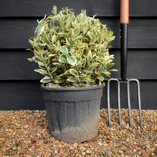 Euonymus japonicus 'Bravo' - 30cm, 9lt