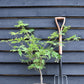 Acer japonicum 'Aconitifolium' | Downy Japanese maple - Height 50-70cm - 4lt