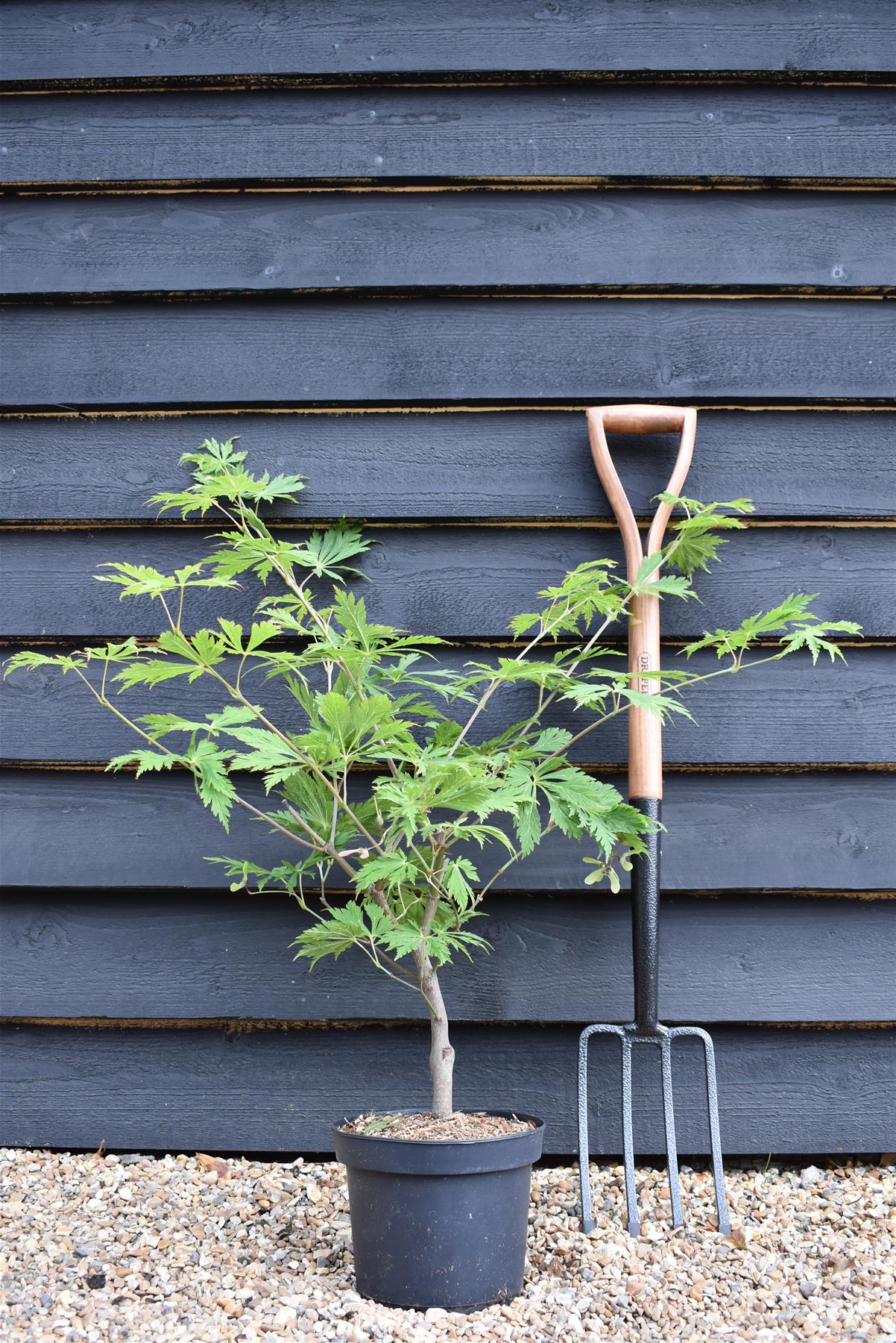 Acer japonicum 'Aconitifolium' | Downy Japanese maple - Height 50-70cm - 4lt