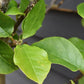 Magnolia Genie | Magnolia Genie - Clear Stem - 145cm - 15lt