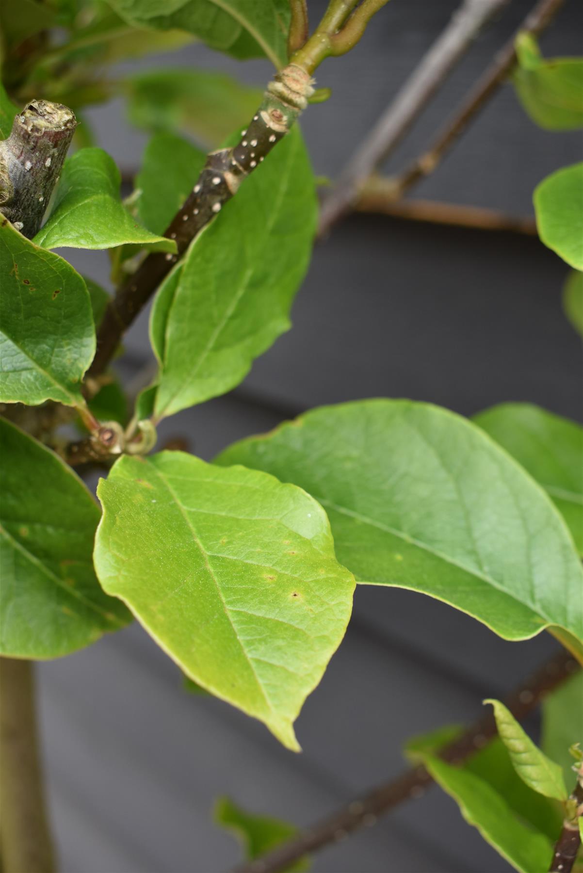 Magnolia Genie | Magnolia Genie - Clear Stem - 145cm - 15lt