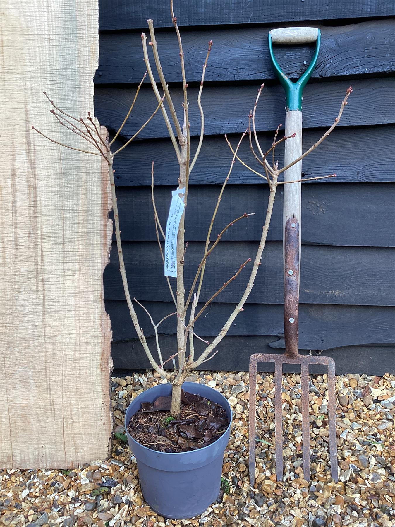 Syringa vulgaris 'Mrs Edward Harding' - 90-110cm, 5lt