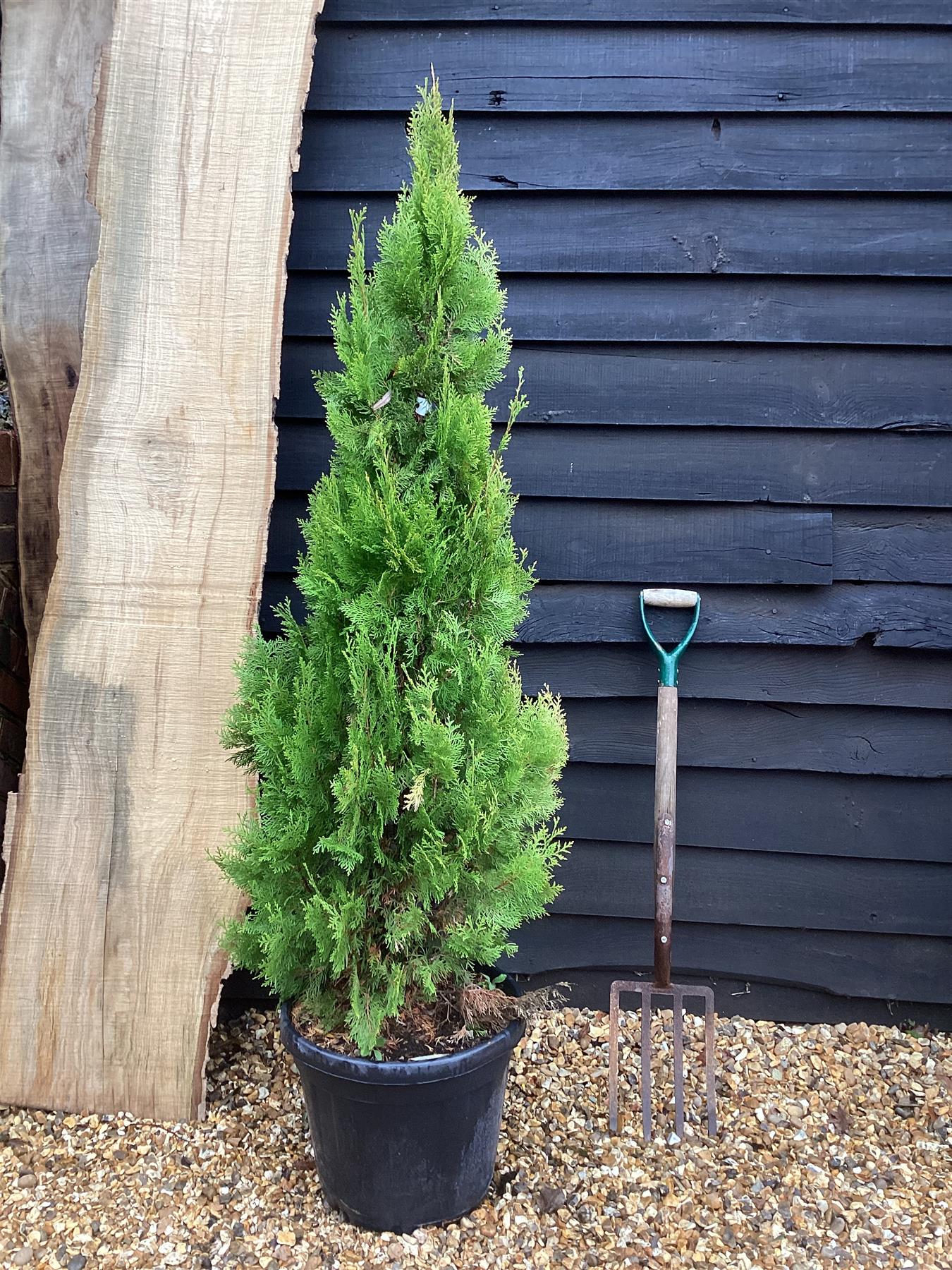 Thuja orientalis 'Pyramidalis Aurea' - 125-150cm, 25lt