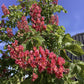 Aesculus pavia | Red Buckeye - Girth 24cm - 470-480cm - 150lt