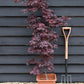 Acer palmatum 'Little Red' | Japanese Maple Little Red - 60-80cm - 15lt