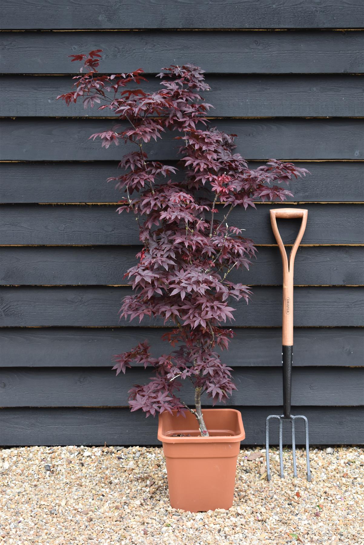 Acer palmatum 'Little Red' | Japanese Maple Little Red - 60-80cm - 15lt