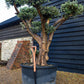 Olive Tree | Olea Europea - Specimen  - Forking branches - Height 250 -300 cm - 280lt