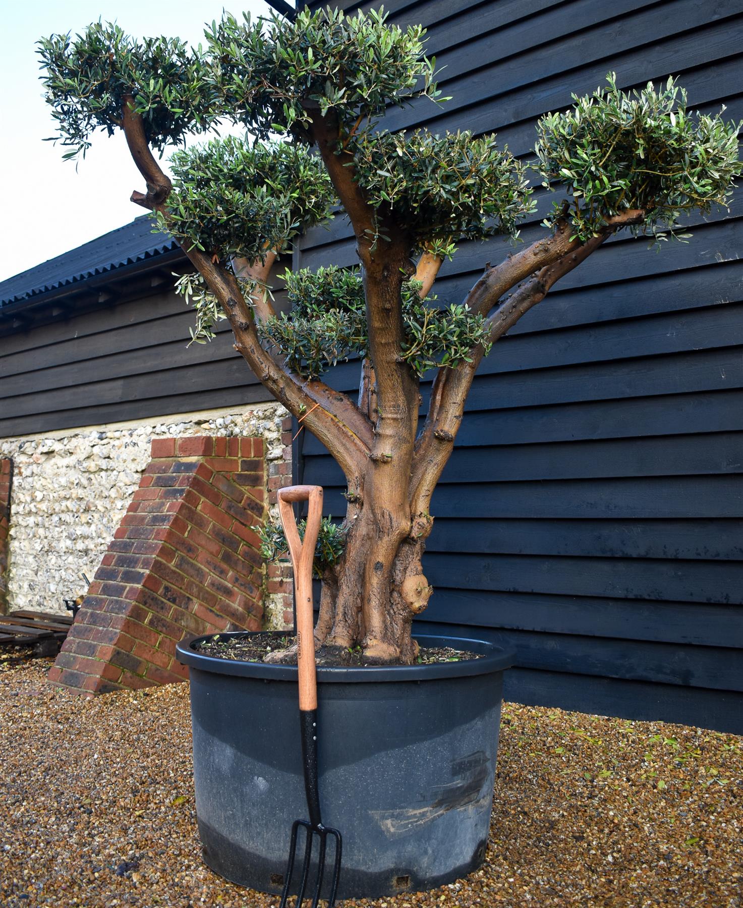 Olive Tree | Olea Europea - Specimen  - Forking branches - Height 250 -300 cm - 280lt