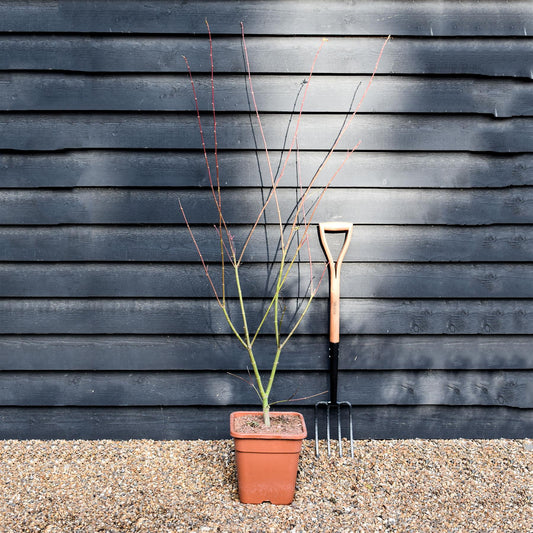 Golden Bark Japanese Maple | Acer palmatum 'Bi Hoo' - Height 150-170cm - 20-25lt