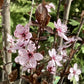 Prunus cerasifera 'Pissardii' | Cherry Plum 'Pissardii' - 100-150cm - 18lt