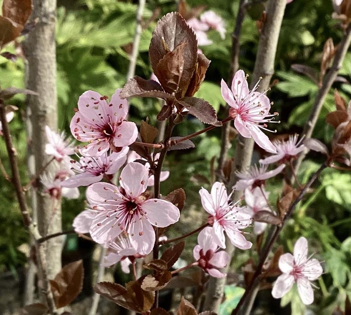 Prunus cerasifera 'Pissardii' | Cherry Plum 'Pissardii' - 100-150cm - 18lt