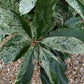 Photinia serratifolia - Pink Crispy - Bush - Shrub - Hedging - Height 110-120cm - 30lt