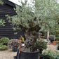 Olive Tree | Olea Europea 1/2 Std - 255-265cm, 400lt