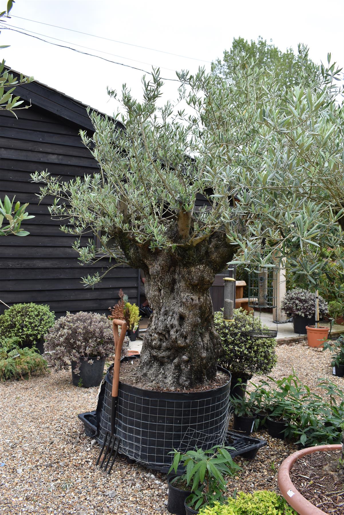 Olive Tree | Olea Europea 1/2 Std - 255-265cm, 400lt