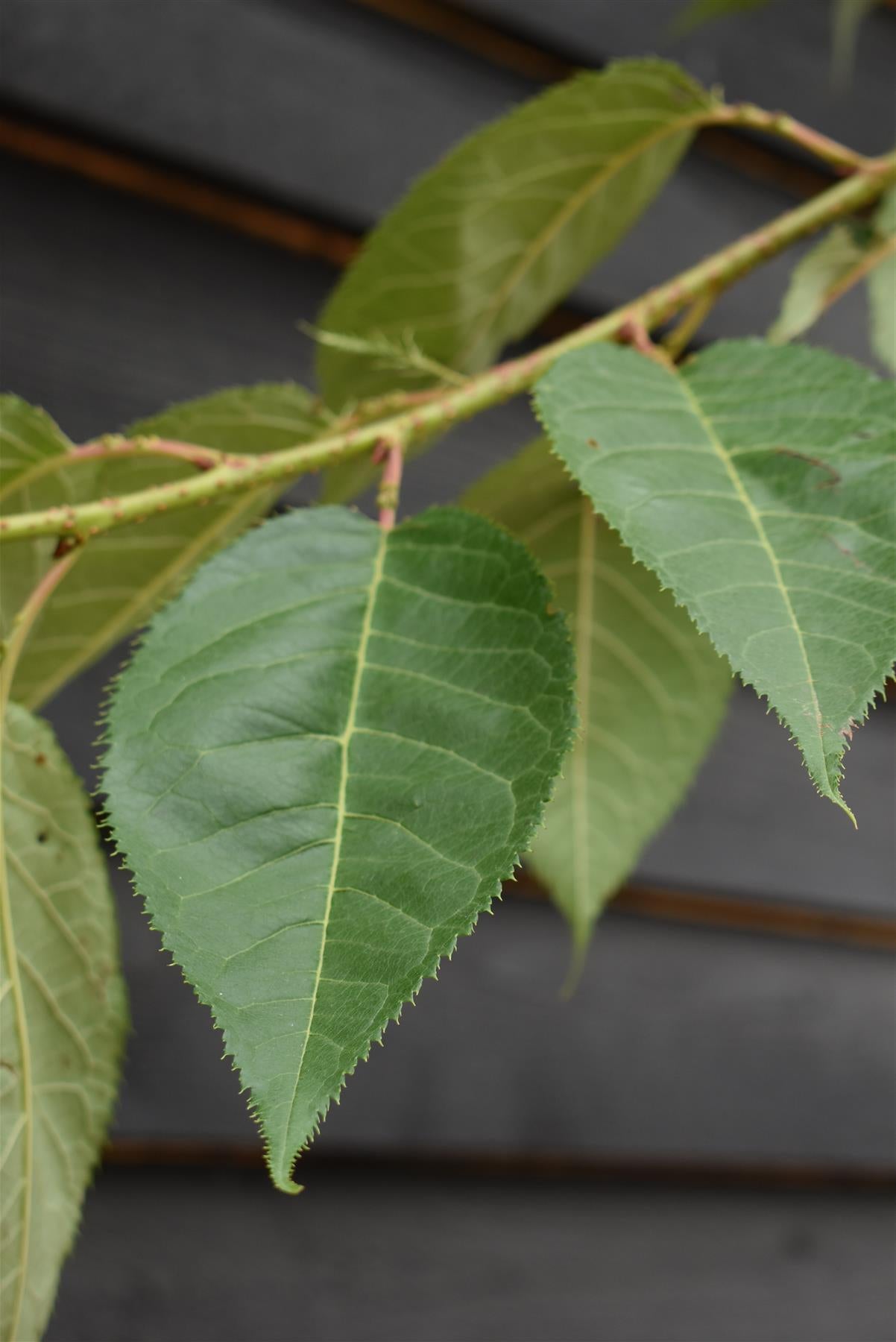 Prunus Tai Haku | Great White Cherry - Clear Stem - Standard - Girth 8-10cm - Height 320-340cm - 70lt