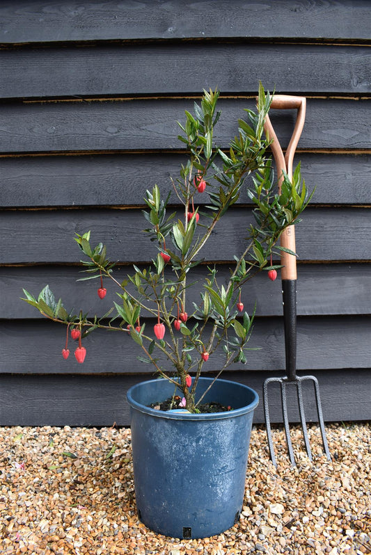 Crinodendron Hooksianum Chilean Lantern - 50-90cm - 12lt