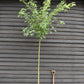 Laburnum x watereri 'Vossii' | Golden Chain Tree  - Girth 8-10cm - Height 280-300cm, 45lt