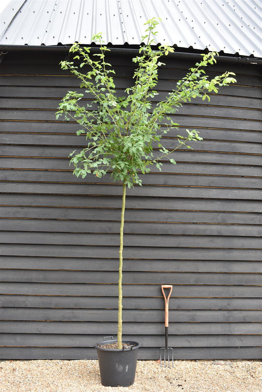 Laburnum x watereri 'Vossii' | Golden Chain Tree  - Girth 8-10cm - Height 280-300cm, 45lt