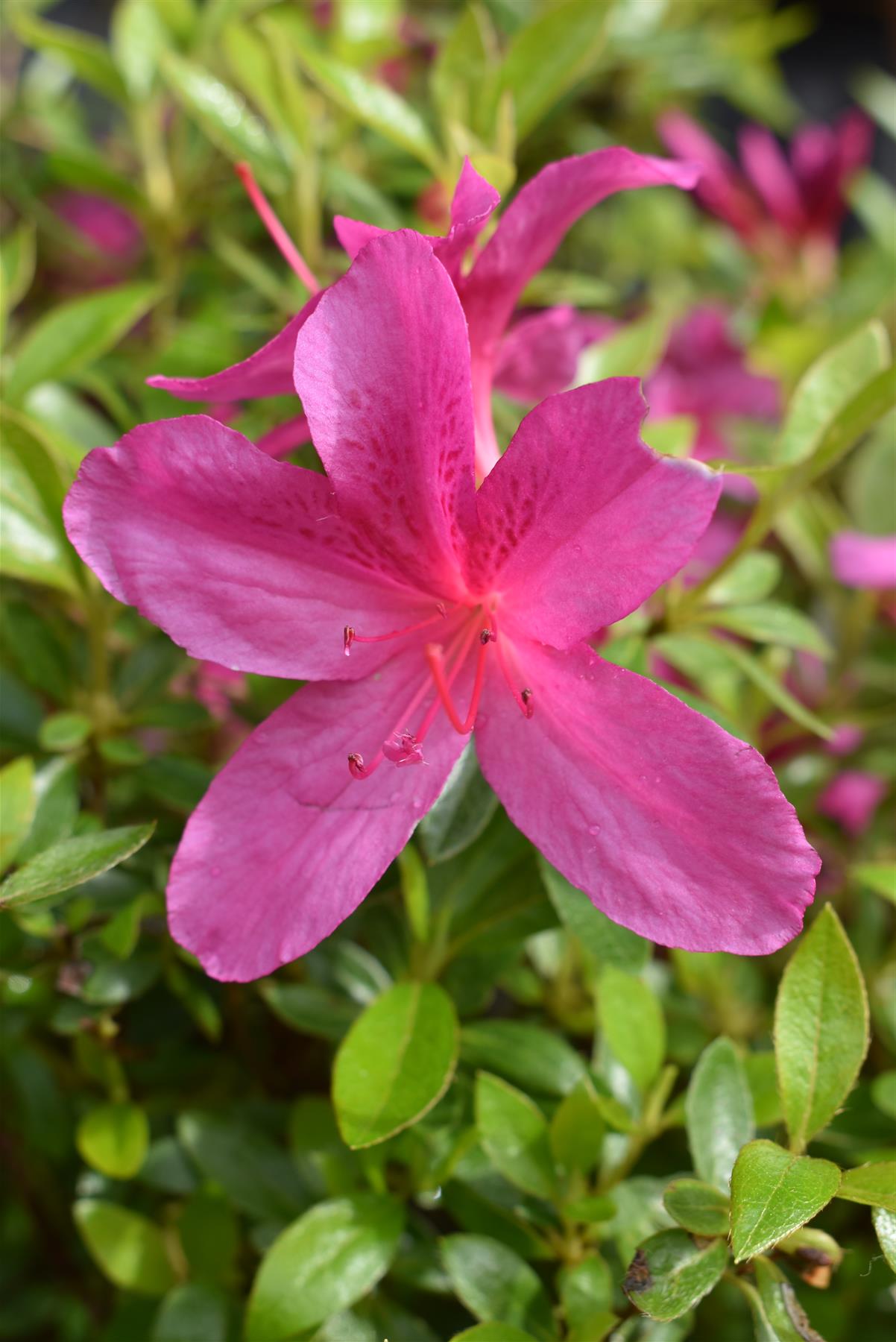 Azalea Japonica Purple Splendor| Rhododendron Purple Splendor - 70-80cm, 15lt