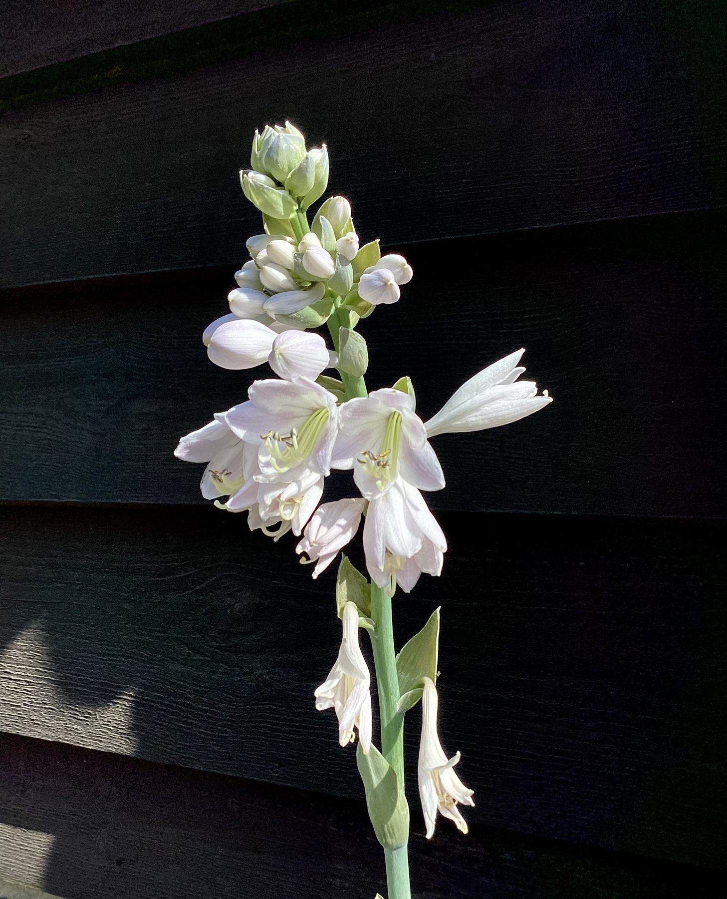 Hosta Big Daddy | Plantain Lily ‘Big Daddy’ - 10-20cm, 2lt – Arundel