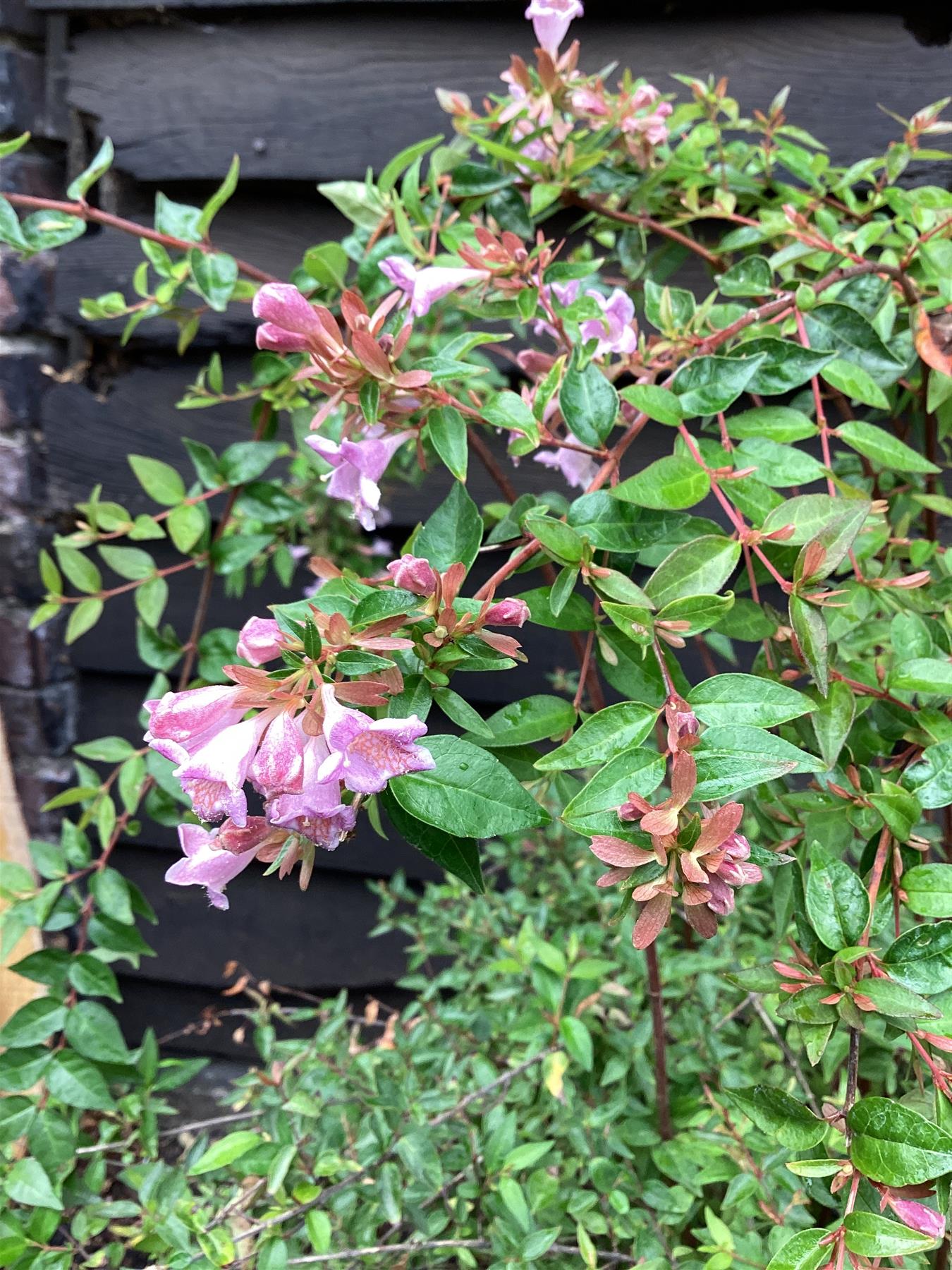 Abelia  'Edward Goucher' - 40/60cm, 15lt